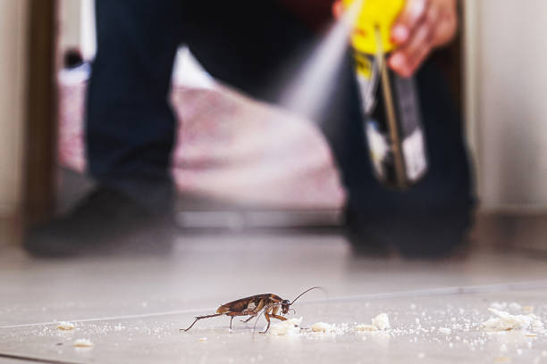 Best Rodent Control Near Me  in Tutwiler, MS